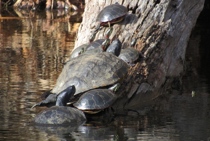 Red-ear Sliders